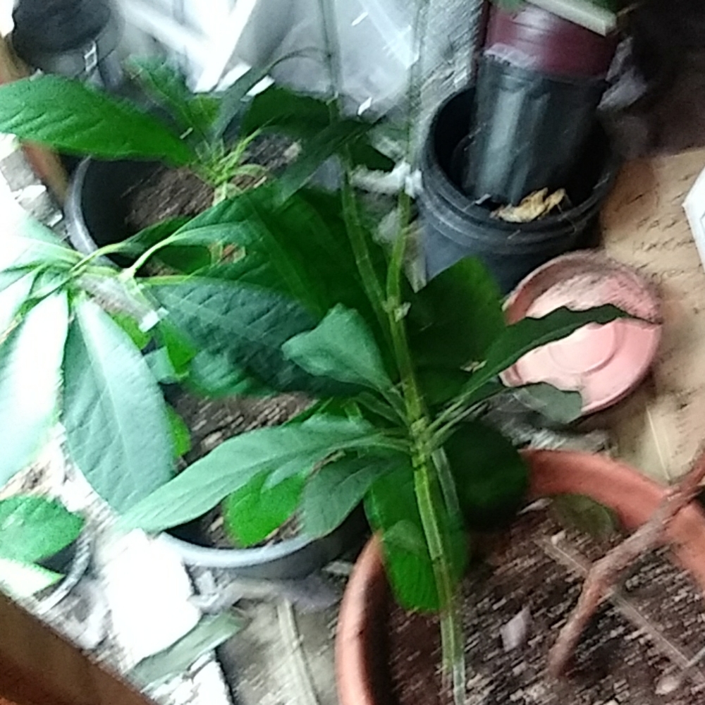 Plants